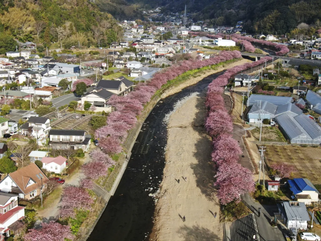 Fotografie ukazuje 850 sakur, které lemují řeku ve městě Kawazu. Město je součástí japonské prefektury Shiozuka