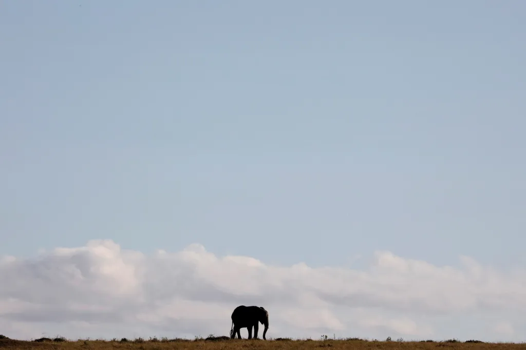 Slon prochází přírodní rezervací Masai Mara v Keni