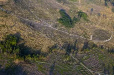 Kůrovcová kalamita zlevňuje české dřevo. Německo a Rakousko proti dovozu protestují