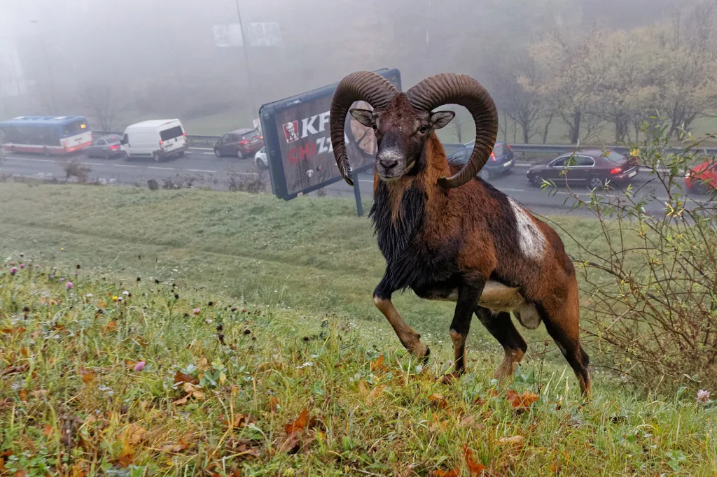 Nominace v kategorii Příroda v Praze. Krčský muflon - Stádo muflonů se v Krči (nejčastěji v areálu Thomayerovy nemocnice) široce potuluje nejméně 18 let. Je zdrojem potěšení mnoha Pražanů, i když jejich přechody frekventované silnice jsou mnohdy hodně odvážné a riskantní. Jsou ovšem vítaným oživením místního sídliště.