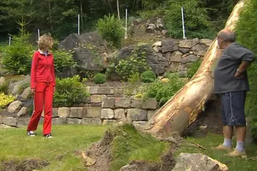 Kácení dřevin v soukromých zahradách: povoleno