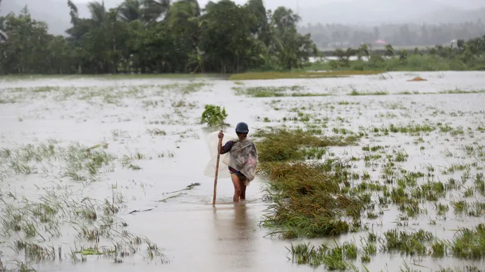 Zaplavené rýžové pole ve filipínské provincii Albay