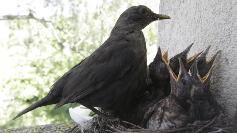 Kos černý s mláďaty