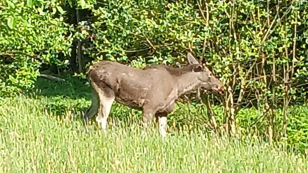 Los vyfocený v Krkonoších