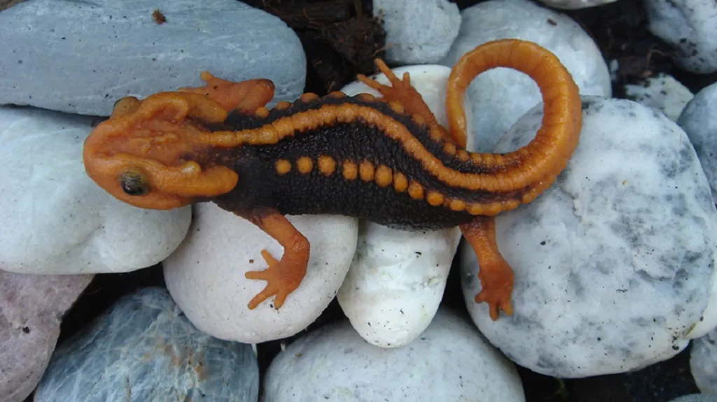 Tylototriton anguliceps