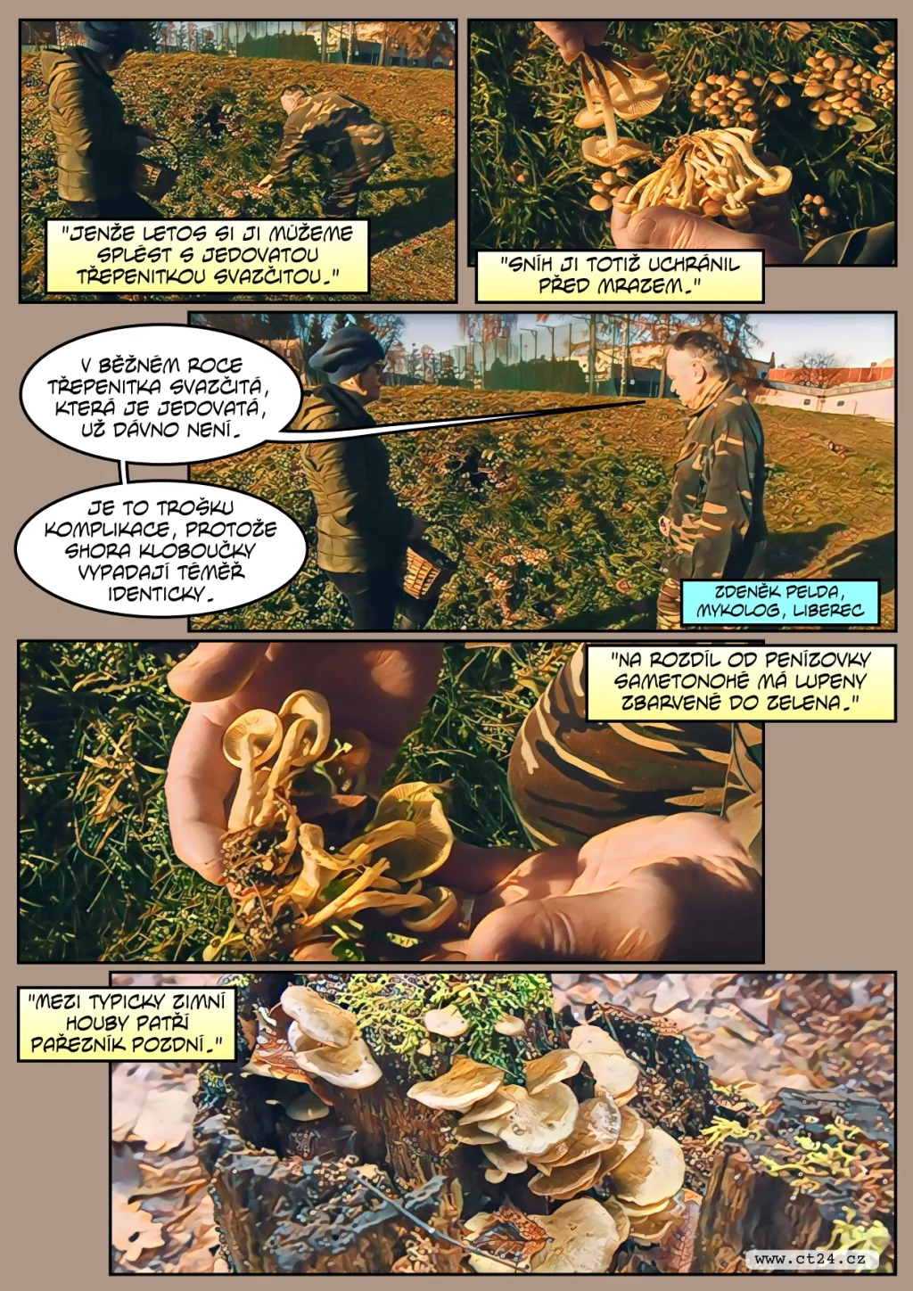 Díky počasí se letos zimním houbám daří