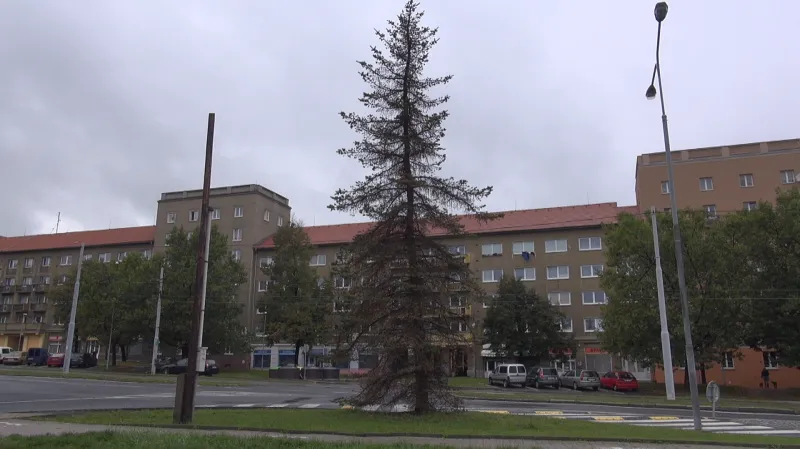 Mšice zlikvidovaly v Mostě 800 smrků