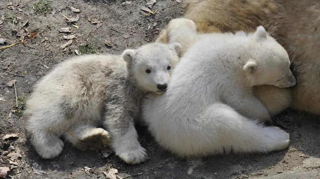 Mláďata medvědice Cory