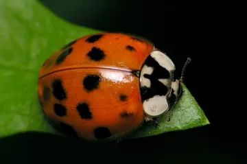 Británie se pouští do boje proti asijským beruškám