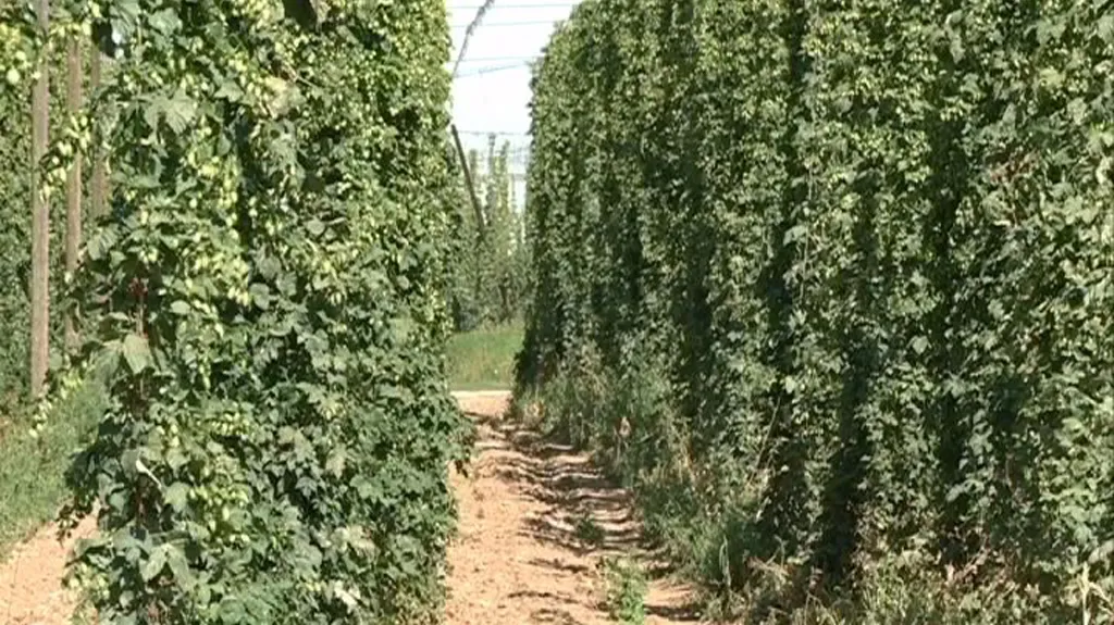 Ilustrační záběry