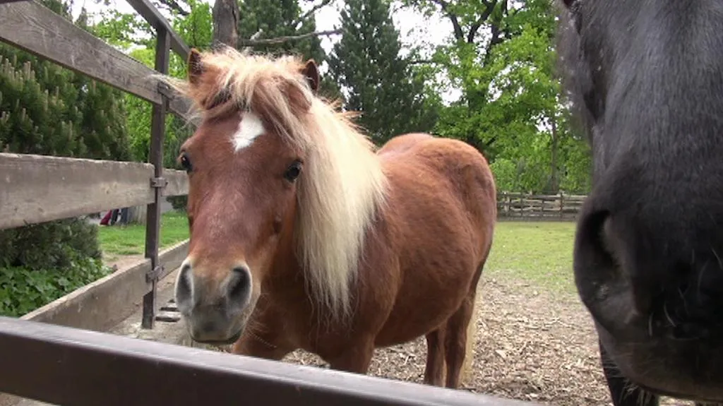 Poníci v chomutovské zoo