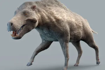 Nebyli to žádní predátoři. Nový výzkum přepsal příběh pra-prasat