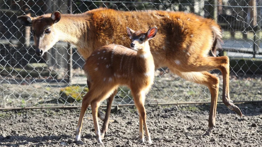 Západoafrické antilopy sitatunga