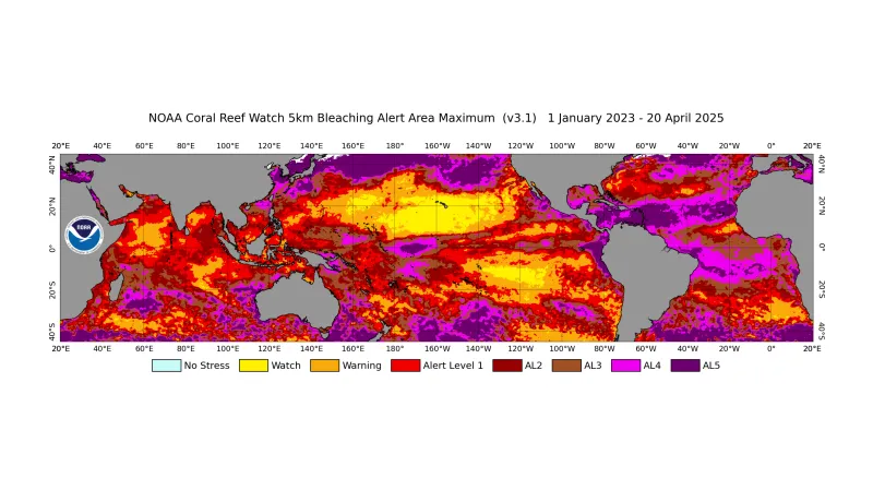 Současné blednutí korálů