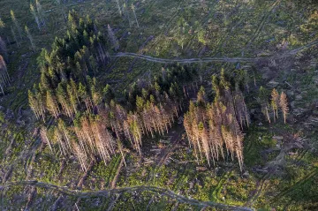 Nejen smrky. Schnou duby i borovice, stát dá možná lesníkům miliardové odškodné