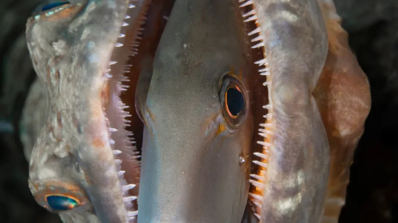 „Všechno je v pohodě“