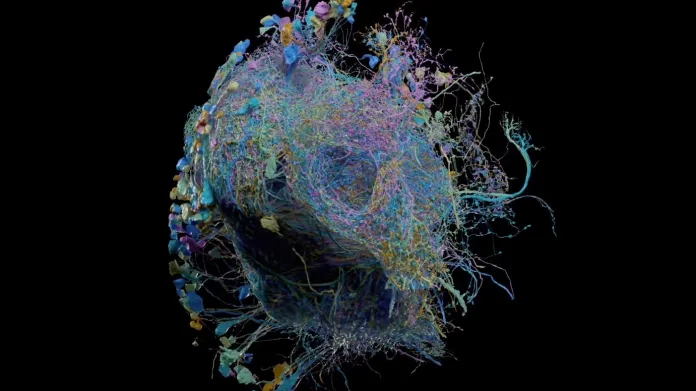 Vizualizace mozku octomilky