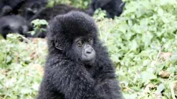 Gorily horské v národním parku Virunga