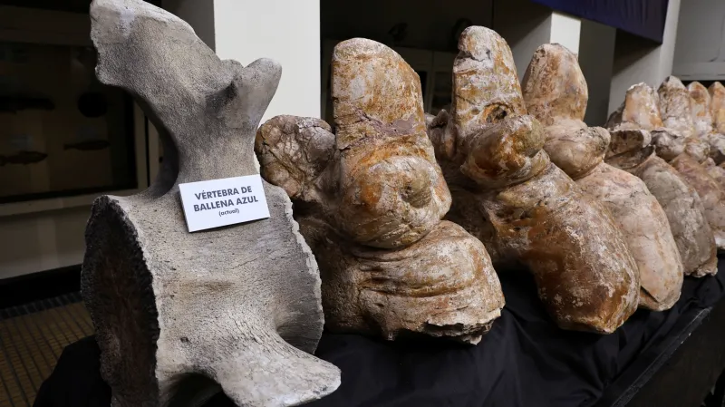 Obratle – Perucetus colossus