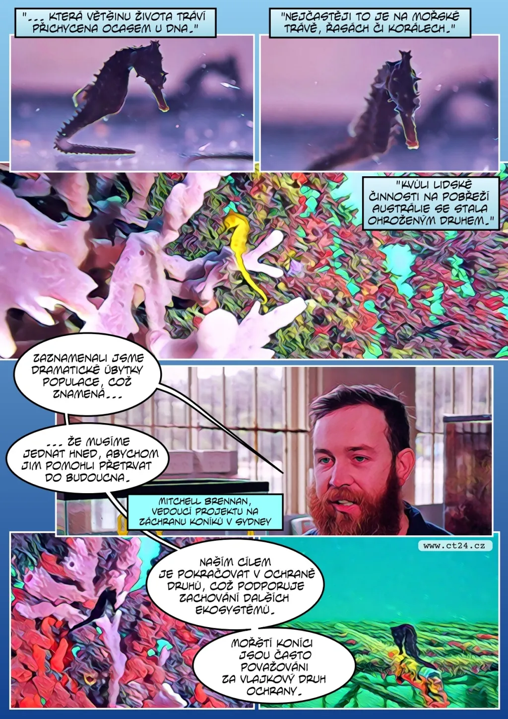 Vědci staví pro mořské koníky na pobřeží „hotely“. Jejich přirozených útočišť ubývá