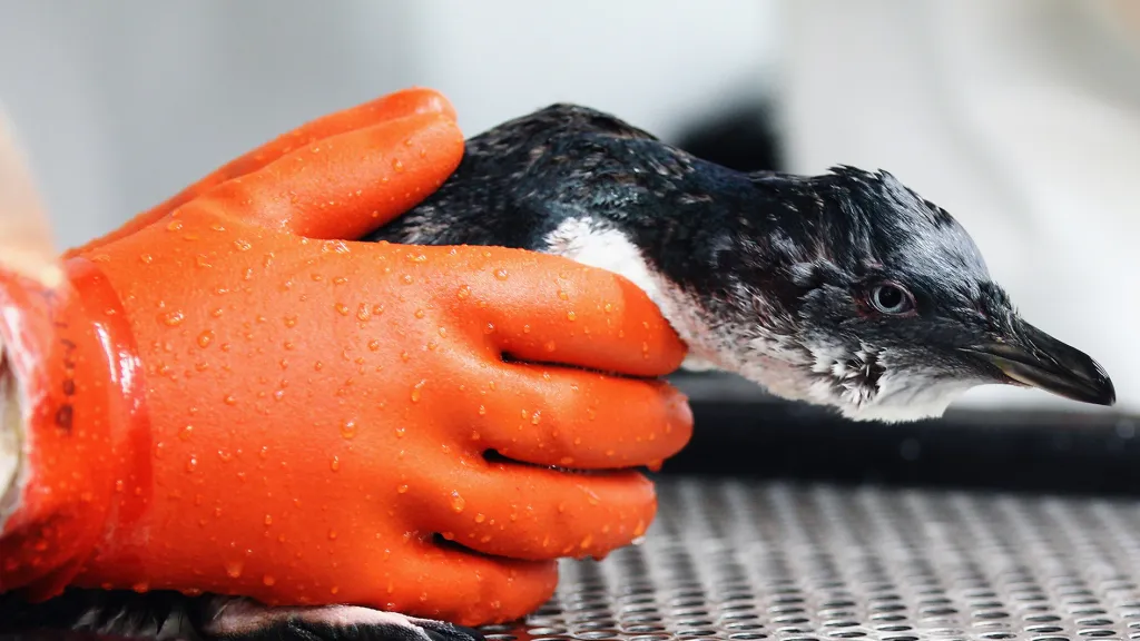Záchranáři pečují o 300 tučňáků zasažených ropou