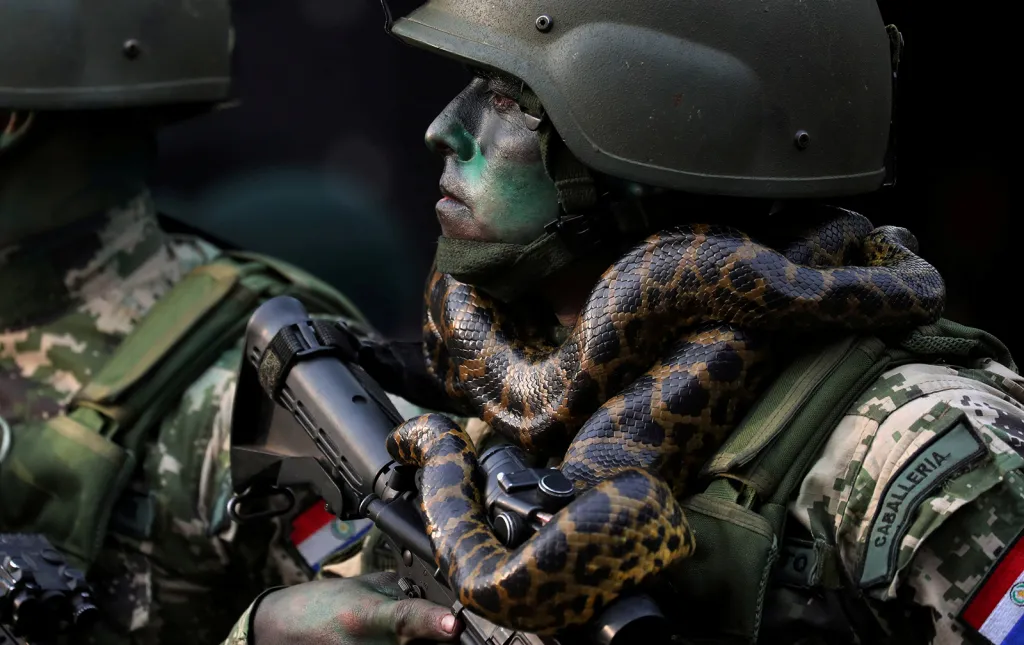 Člen speciálních sil paraguayské armády s hadem okolo krku pochoduje před svým prezidentem Mariem Abdem Benítezem během vojenské přehlídky ve městě Asuncion