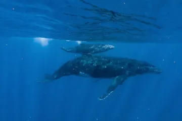 Vědci poprvé připevnili k mláděti keporkaka kameru. Odhalila detaily o kojení u těchto něžných obrů