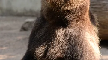 Jeden z medvědů, kteří se stěhují do Českého Krumlova