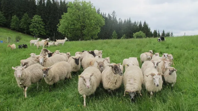 Ovce beskydského chovatele Jiřího Krpeše