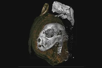 Kotě se zlomeným vazem, dravec a dehydrovaný had. Vědci rentgenem „rozbalili“ egyptské mumie zvířat