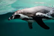 Vlny oceánských veder v Antarktidě jsou prakticky jisté, varuje výzkum před ohrožením ekosystémů