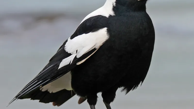 Flétňák australský