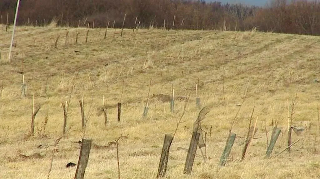 Zbytky jabloňového sadu
