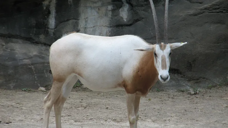 Přímorožec šavlorohý