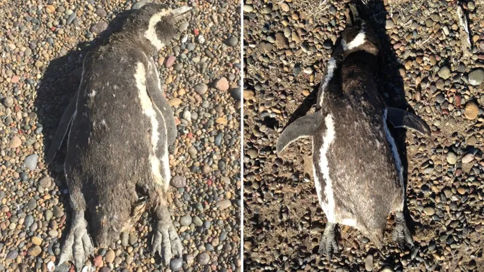 Uhynulí tučňáci