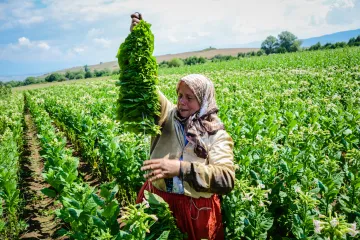 Vědci obešli nedokonalost fotosyntézy. Jejich biologický most zvýšil růst rostlin o 40 procent 