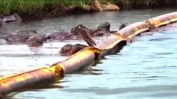 Ptáci zasažení ropou