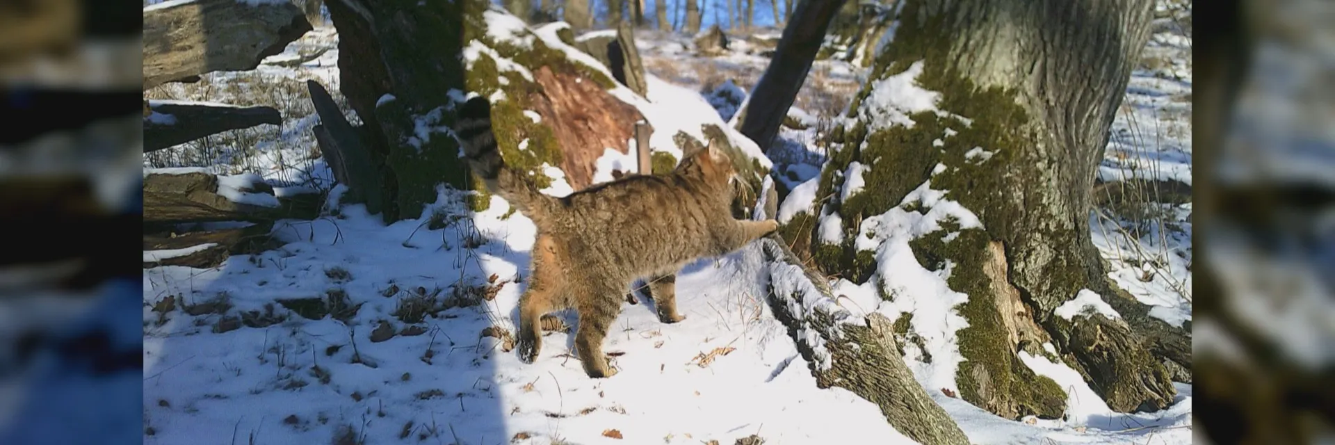 Do Lužických hor se vrátily divoké kočky. Fotopasti ukázaly koťata