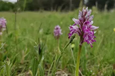 Rozkvetlé orchideje vábí turisty do Bílých Karpat, ochránci přírody nabízejí doprovod
