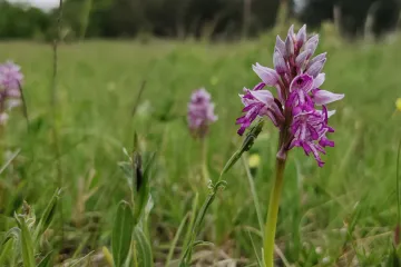 Rozkvetlé orchideje vábí turisty do Bílých Karpat, ochránci přírody nabízejí doprovod