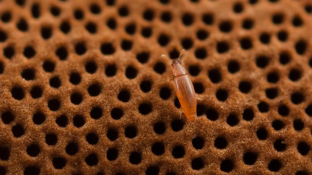 Baranowskiella ehnstromi