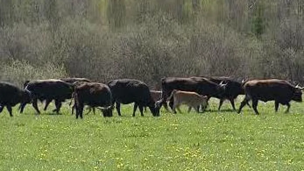 Na území Čech se vrací pratur