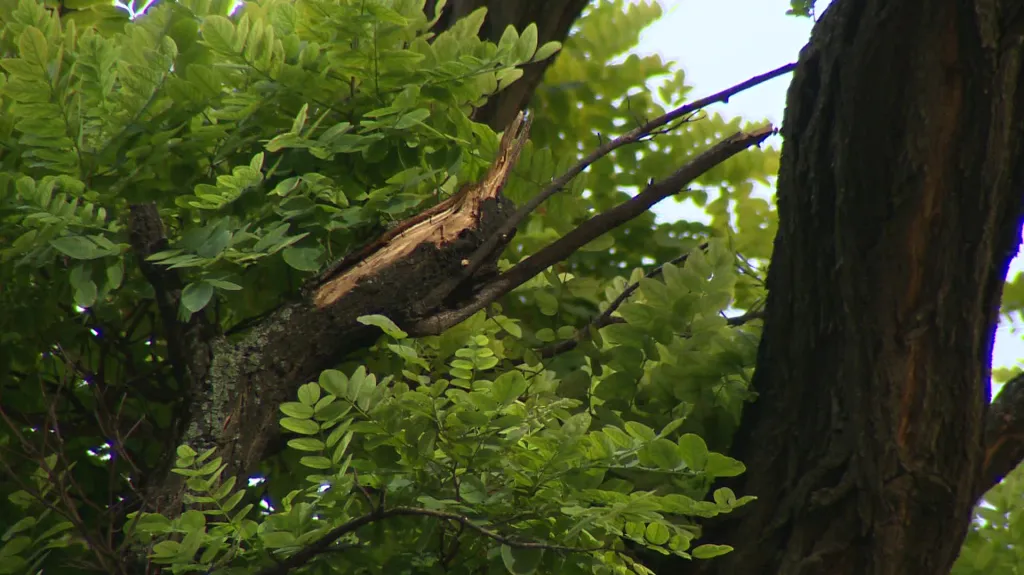 Měření statiky stromů v Brně