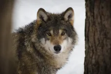 YouTube by mohl být účinným nástrojem pro ochranu vlků, uvádí studie