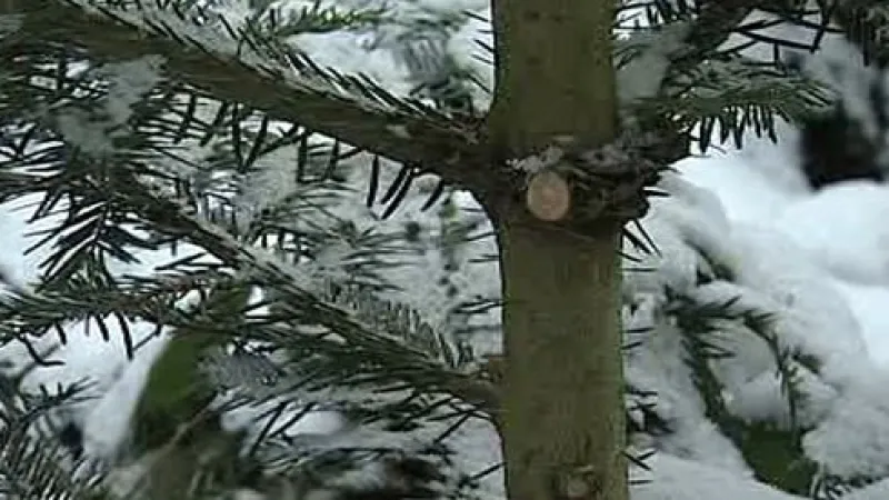 Ostříhaný stromek