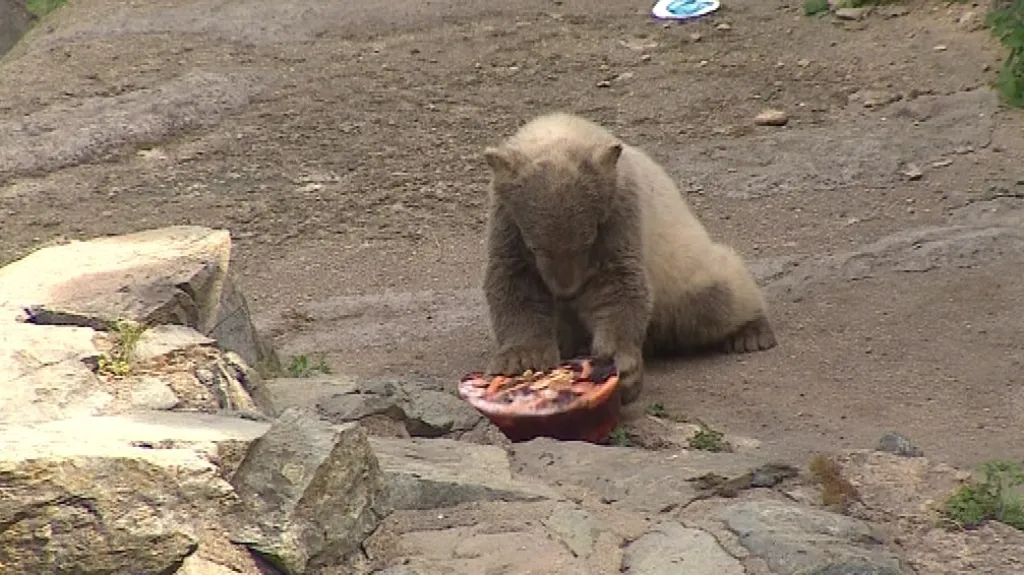 Nanuk s Kometou jsou již druhými mláďaty medvěda ledního odchovanými v Brně