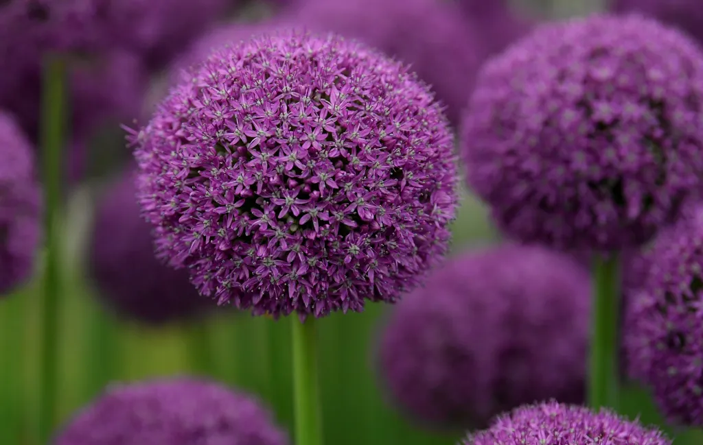 Chelsea Flower Show 2019