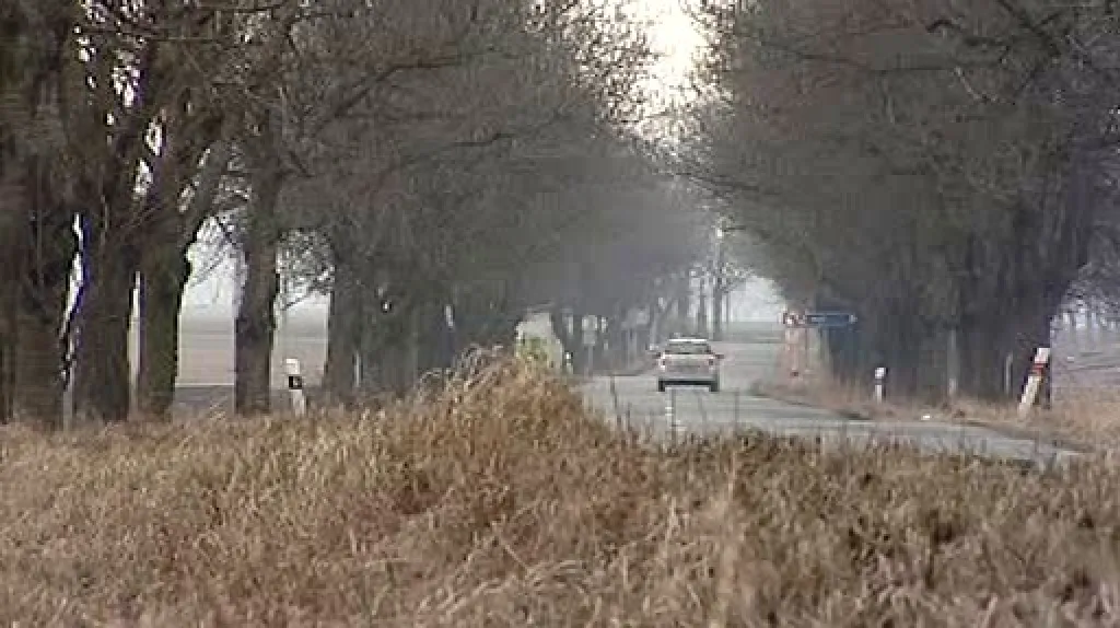 Stromy podél silnice