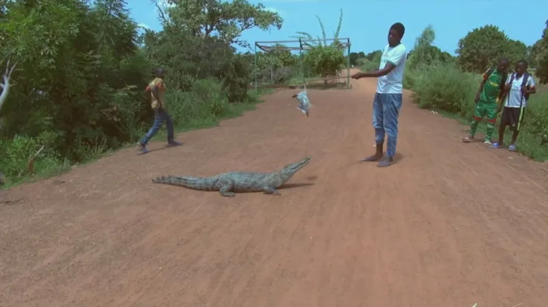 Krokodýli ve vesnici Bazoule