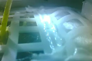 Bavlna na Měsíci je mrtvá. Čínský experiment umrzl